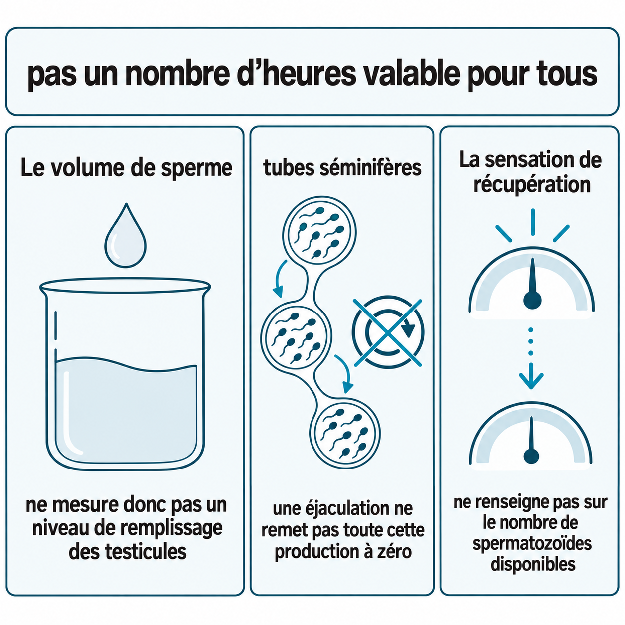 Schéma illustratif : pas un nombre d’heures valable pour tous ; Le volume de sperme ; ne mesure donc pas un niveau de remplissage des testicules ; tubes séminifères ; une éjaculation ne remet pas toute cette production à zéro ; La sensation de récupération ; ne renseigne pas sur le nombre de spermatozoïdes disponibles