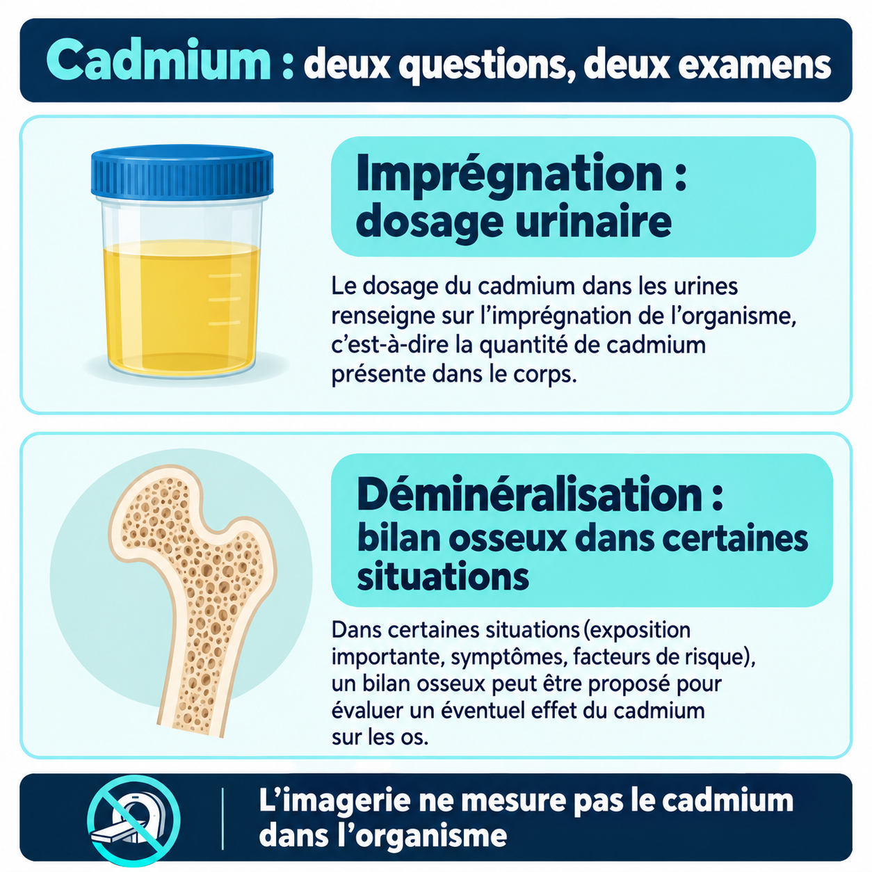 Le dosage urinaire renseigne sur l’imprégnation ; un bilan osseux peut être indiqué dans certaines situations.
