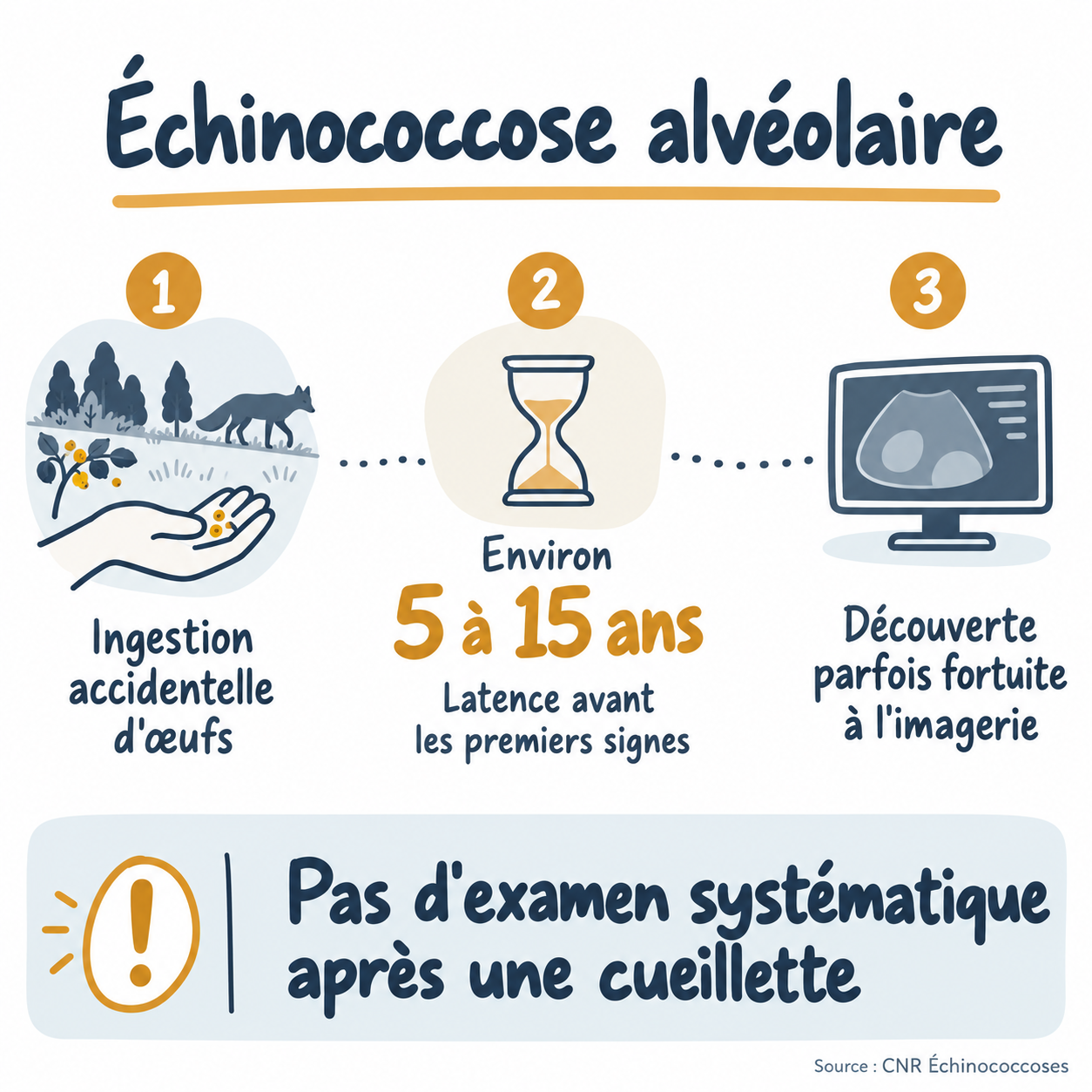Échinococcose alvéolaire : ingestion accidentelle d’œufs, latence d’environ 5 à 15 ans et découverte parfois fortuite.